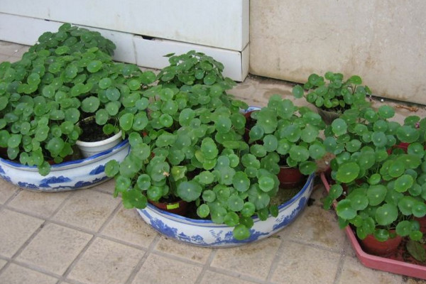 金錢草怎麼養