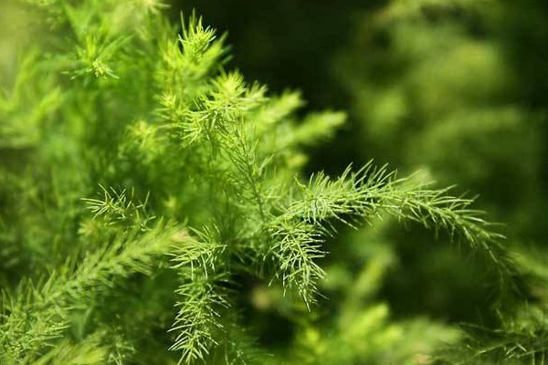 文竹怎麼修剪