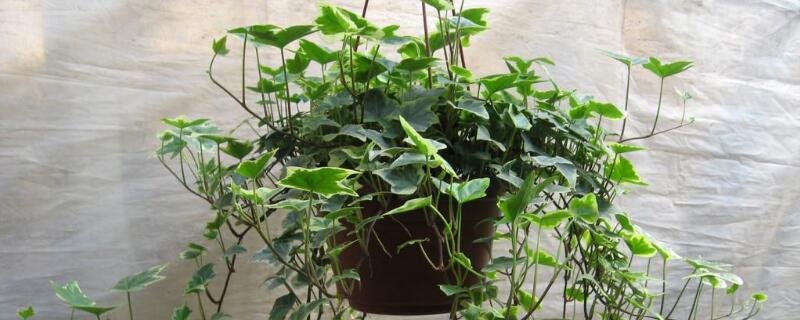 淨化空氣的植物