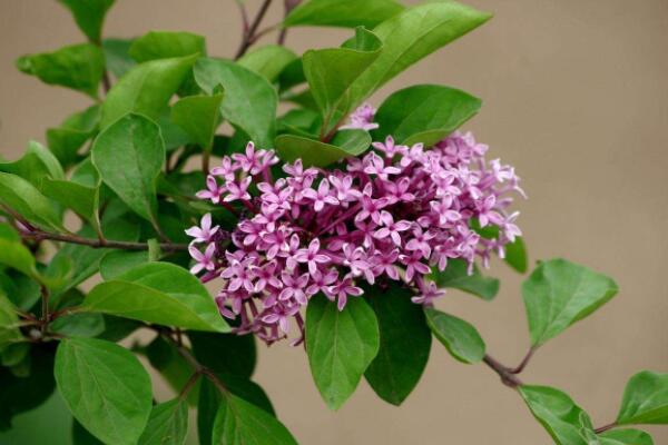 什麼花的花語是思念