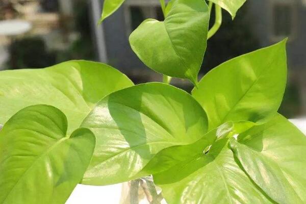 綠蘿葉子發黃怎麼補救
