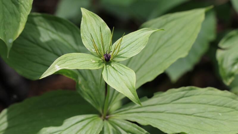 重樓怎麼種植