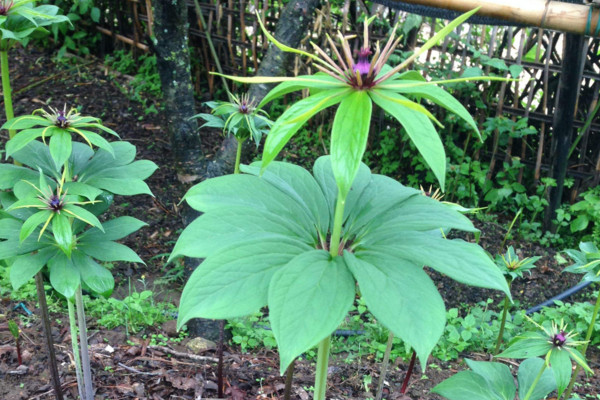 重樓怎麼種植