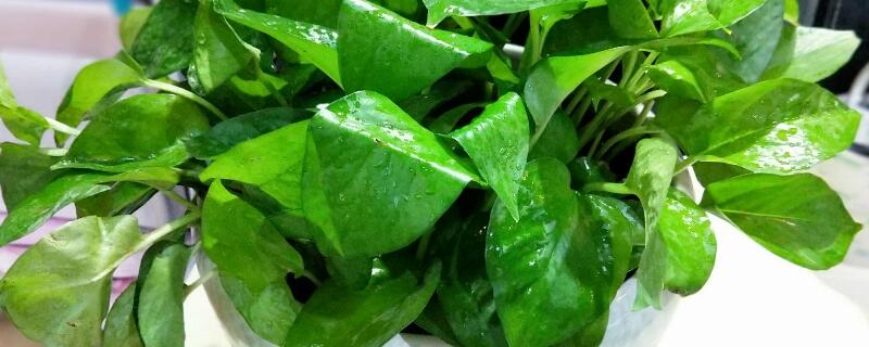 啤酒可以澆什麼花
