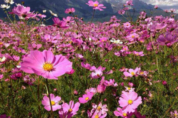 格桑花的花語和寓意