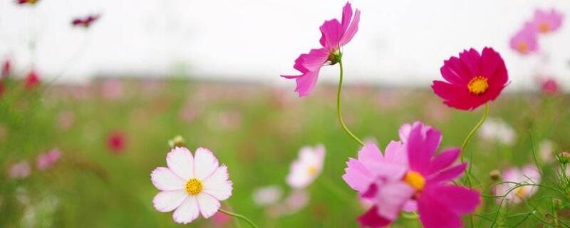 格桑花的花語和寓意