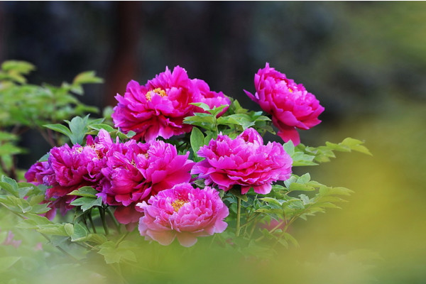 給老人祝壽送什麼花