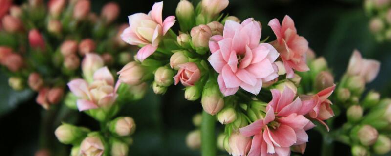 給老人祝壽送什麼花
