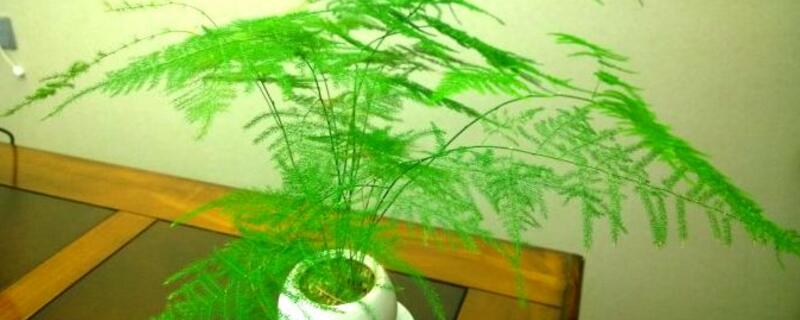 文竹怎麼修剪