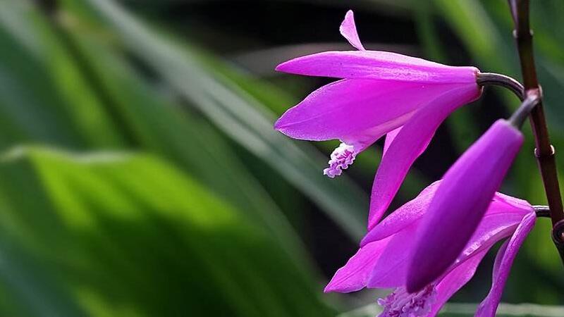 白芨種植技術