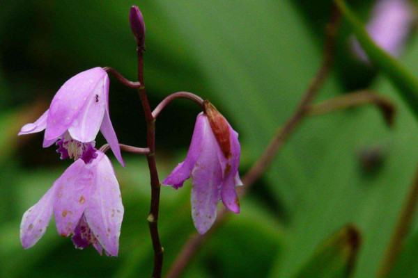 白芨種植技術