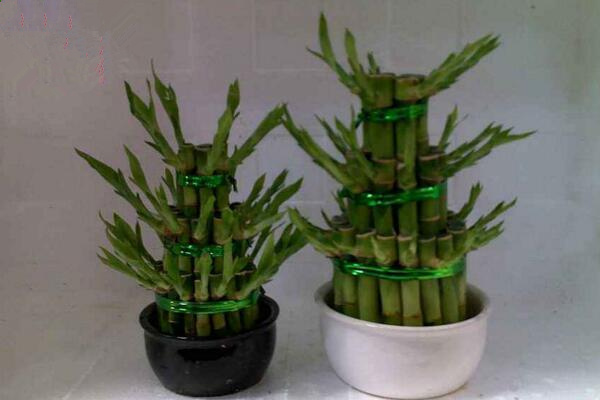 富貴竹發黃怎麼辦