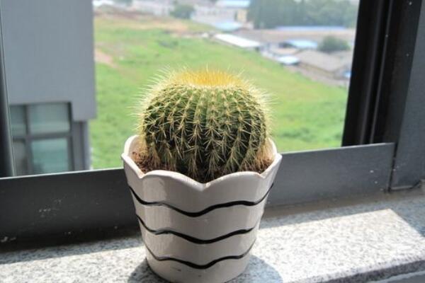 仙人球怎麼養
