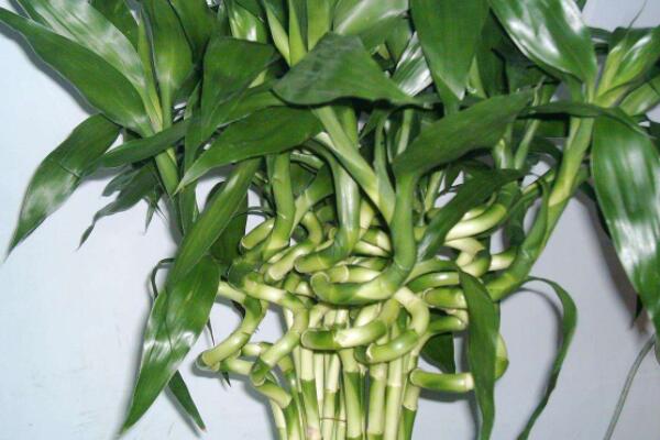轉運竹杆發黃了怎麼辦