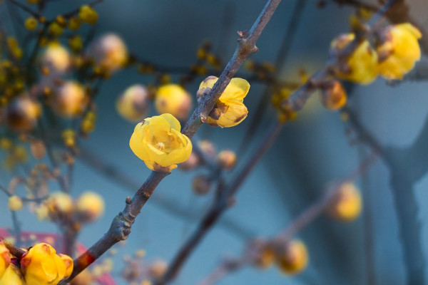 臘梅枝在水裏怎麼樣養