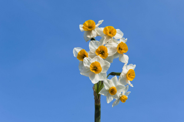 水仙開花後怎樣留明年
