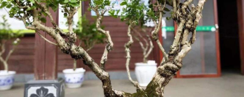 茉莉老樁如何催發新枝