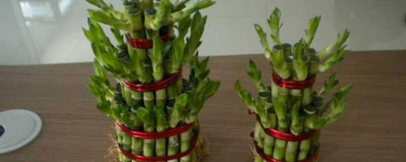 富貴竹葉子發黃怎麼辦水養