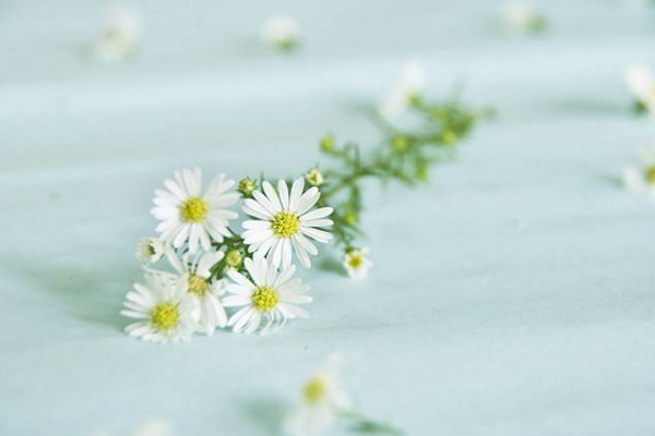 小雛菊鮮花怎麼水養
