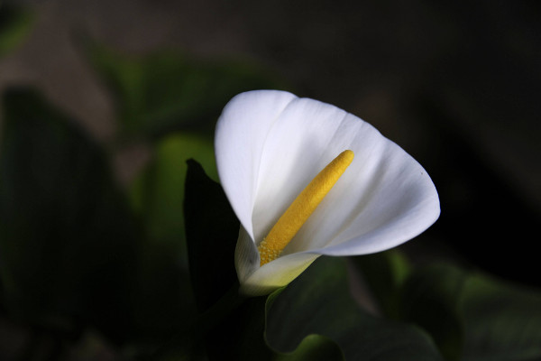 送朋友送什麼鮮花