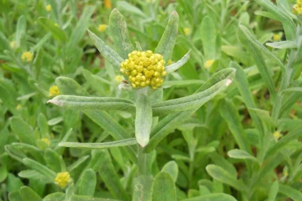 清明草長什麼樣子