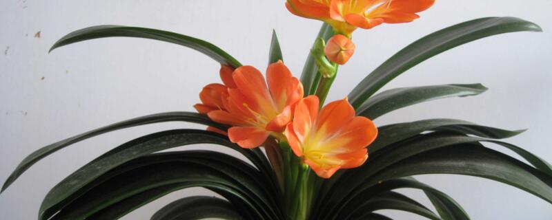 君子蘭開完花後花箭怎麼處理