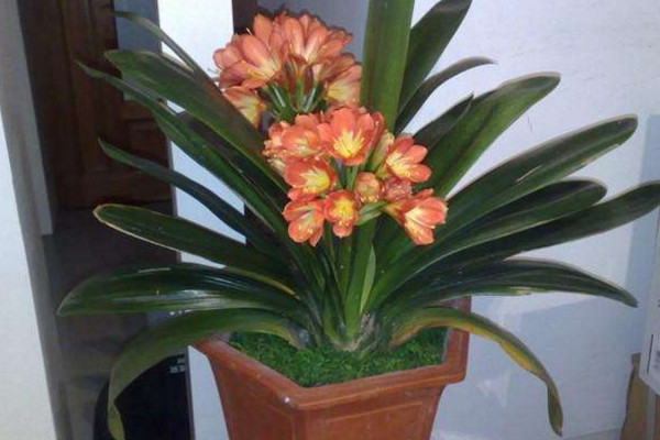 君子蘭開完花後花箭怎麼處理