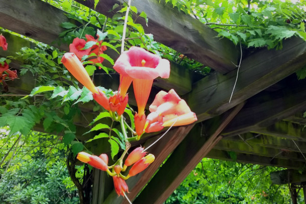 一年四季常綠爬牆植物