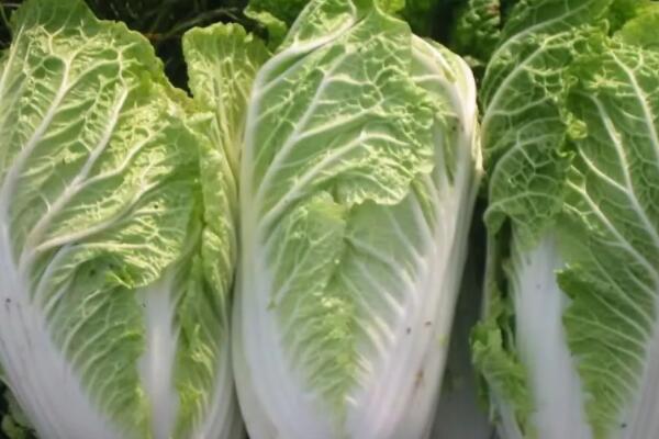 4月種什麼菜