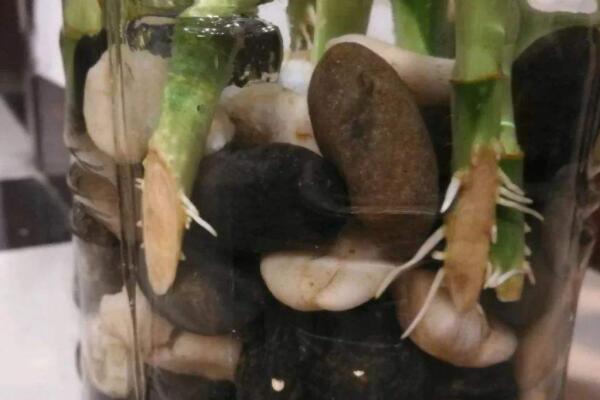 阿斯匹林生根水製法