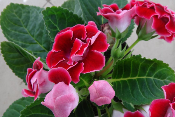 大岩桐一年開幾次花