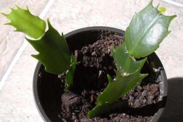 扡插蟹爪蘭怎樣發芽快