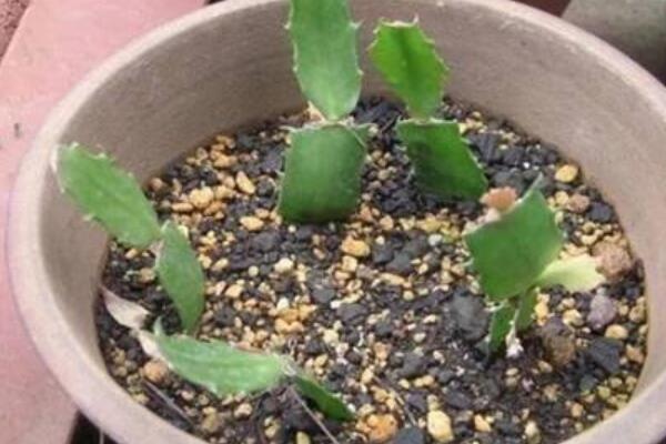 扡插蟹爪蘭怎樣發芽快