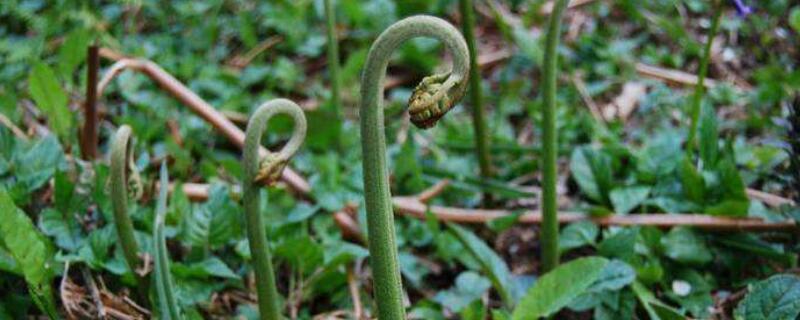 蕨菜生長在什麼地方