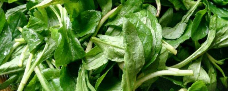 馬蘭頭是什麼菜