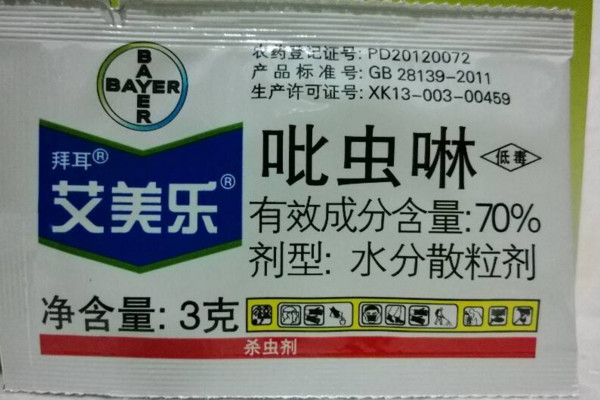 月季花長蚜蟲怎麼辦