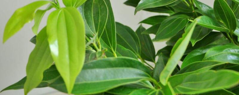 平安樹葉子耷拉怎麼辦