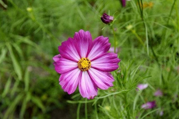 格桑花怎麼播種