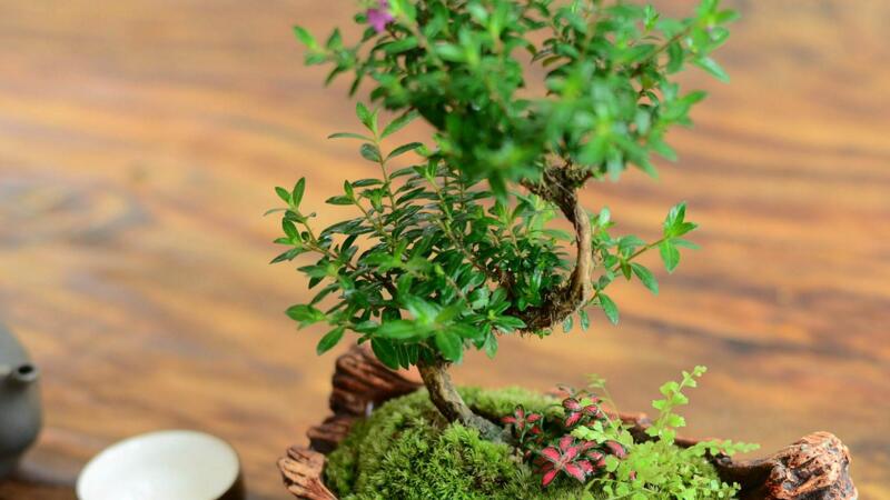 黃楊盆景怎麼養