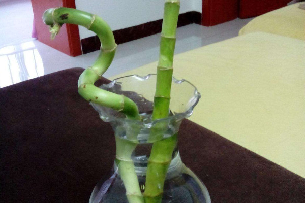 水培轉運竹發黃怎麼辦