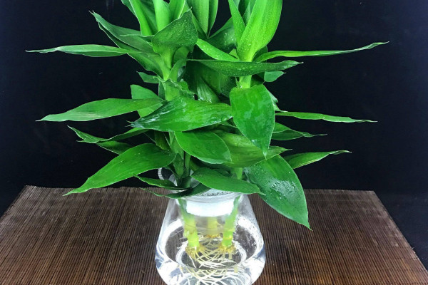 水培轉運竹發黃怎麼辦