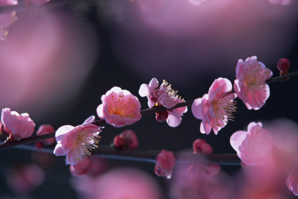 桃花開花過程