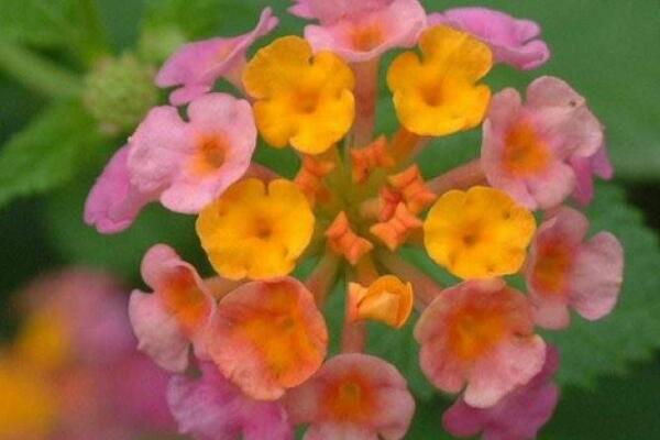 如意花怎麼澆水