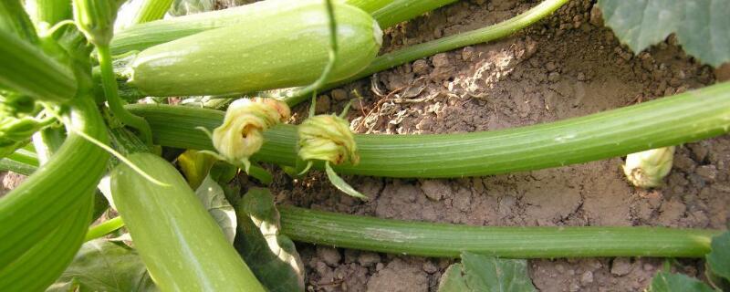 西葫蘆是什麼菜