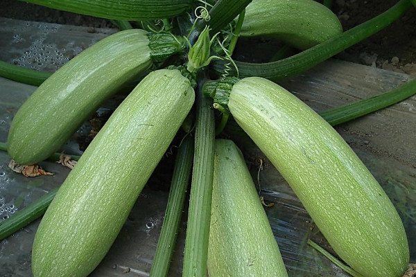 西葫蘆是什麼菜