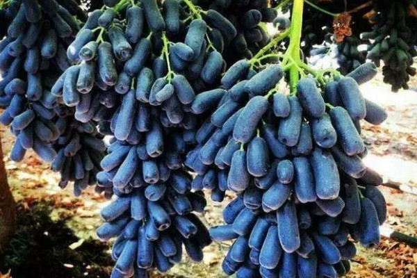 長長的葡萄叫什麼名字