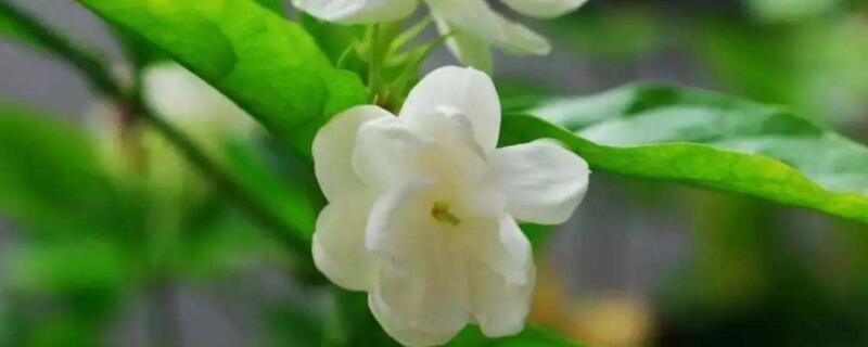 茉莉花怎麼養