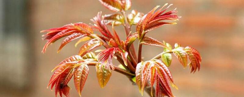 香椿芽什麼時候采摘