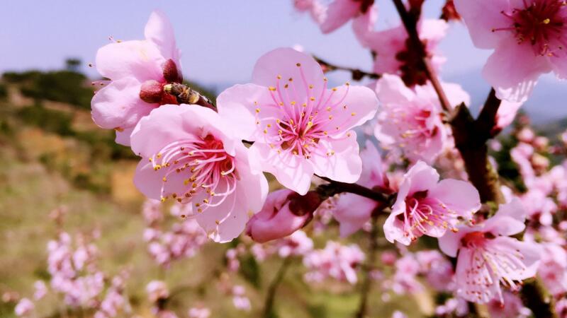 桃樹修剪技術