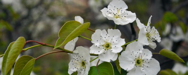 梨花的花語是什麼象征